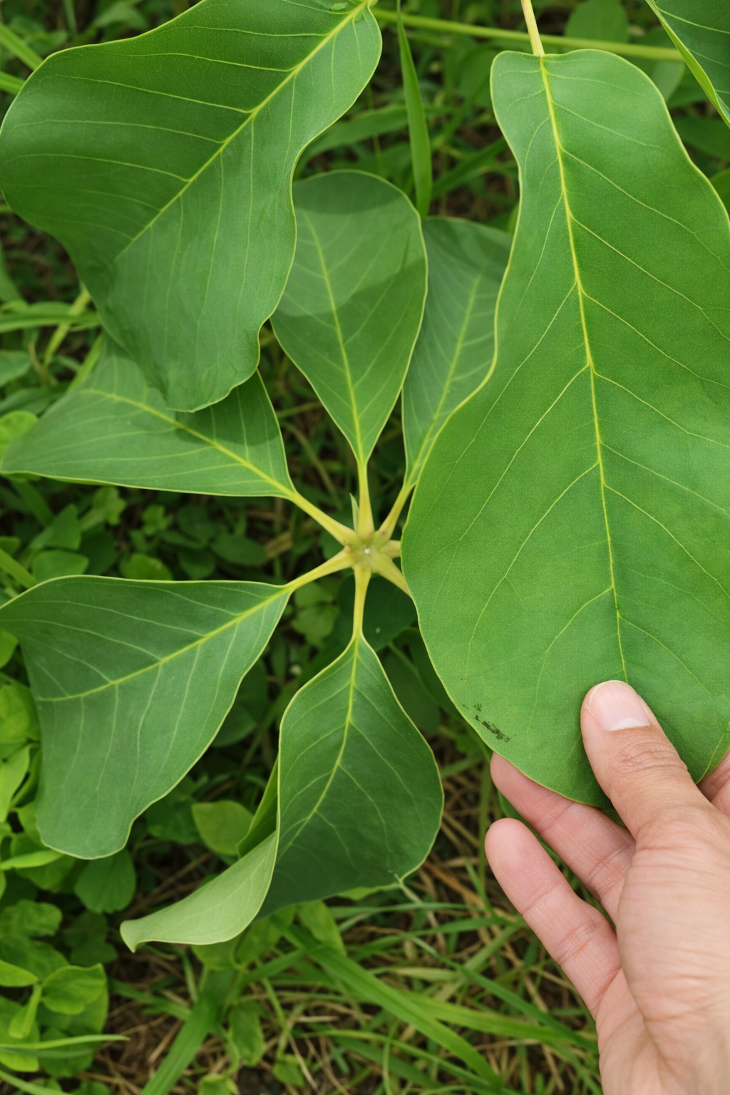 Coleta Certa das Folhas